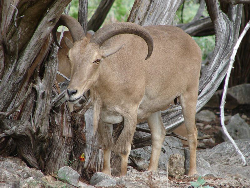 Conservation Efforts