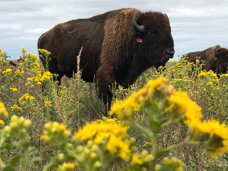 The Bison's Natural Role In Ecosystems