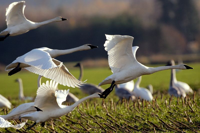 Disrupted Food Chains Put All Wildlife At Risk