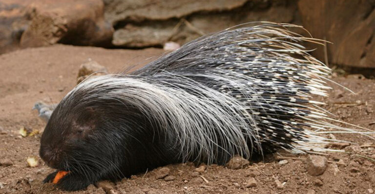 Rescued Animals From Oregon Safari Park Begin New Life at Woodland Park Zoo