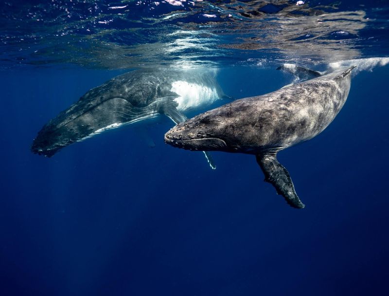 Males Sing Primarily During Breeding Season