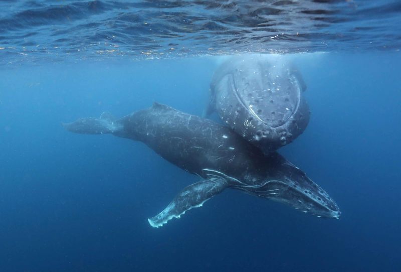 Humpback Songs Can Travel Thousands Of Miles