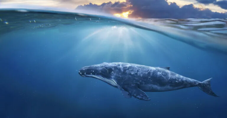 Researchers Say Humpbacks Are Trying To Communicate With Us