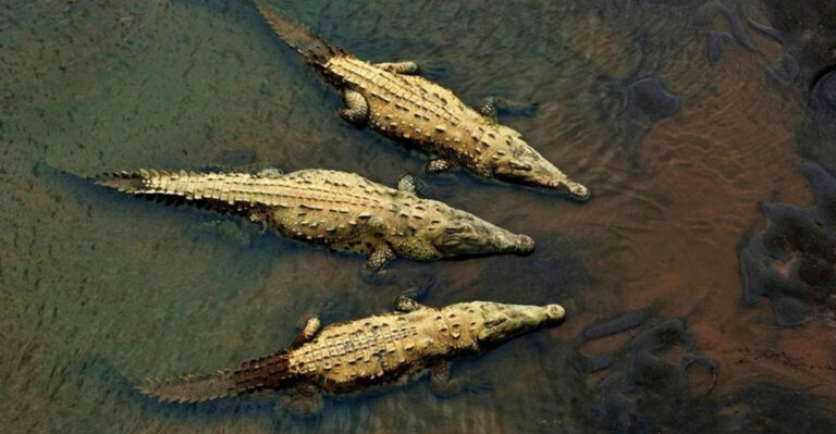 Researchers Unveil Two Previously Unknown Crocodile Species In Mexico’s Yucatán Peninsula