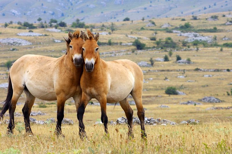 Smaller Than Domestic Horses