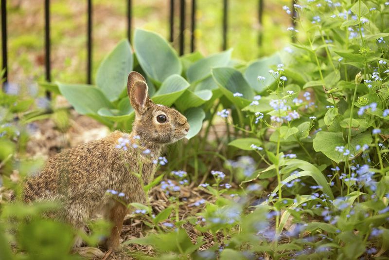 Curious Eastern Cottontails