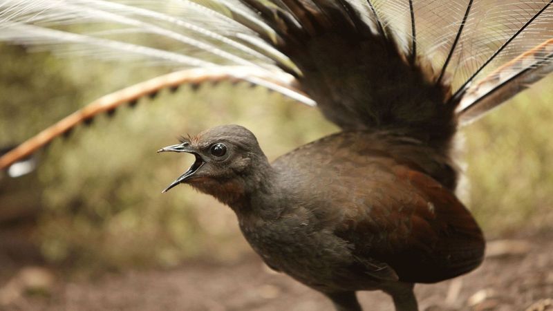 Mimicry Masters: Lyrebirds