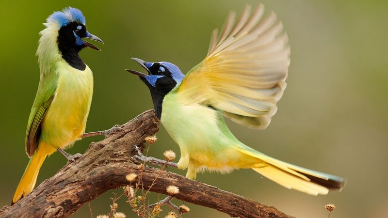 Green Jay