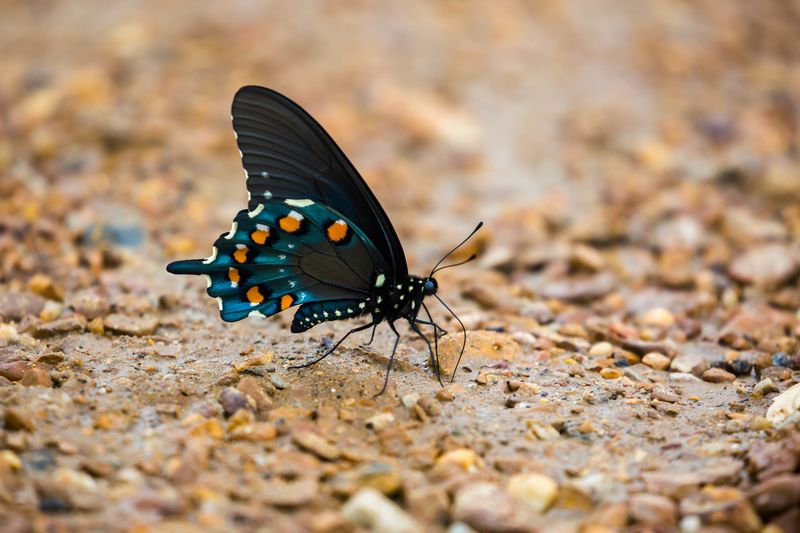 Underwing Patterns Matter