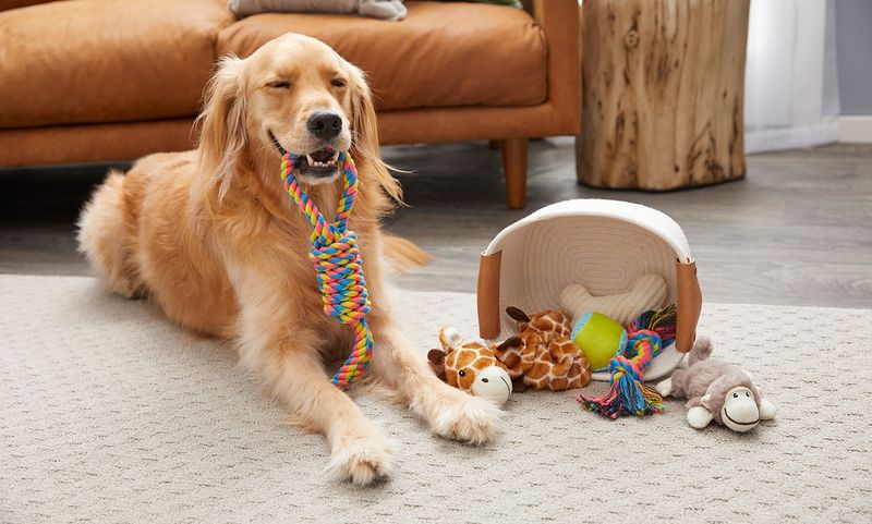 Bringing You Their Favorite Toy