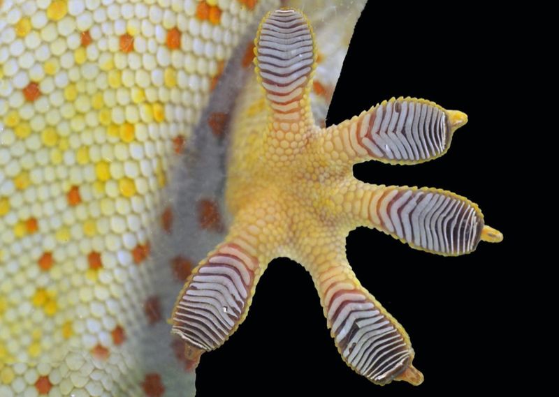 Geckos May Feel Sound Through Their Feet