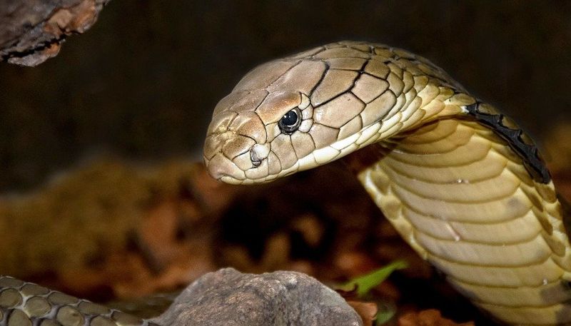 King Cobra: Royal Ruler Of Venom