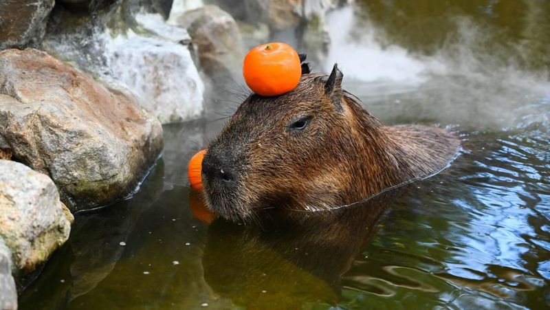 Capybaras: Rodents With Rich Tastes