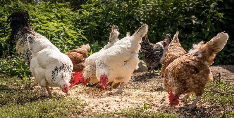 Chicken Behavior Is Surprisingly Complex