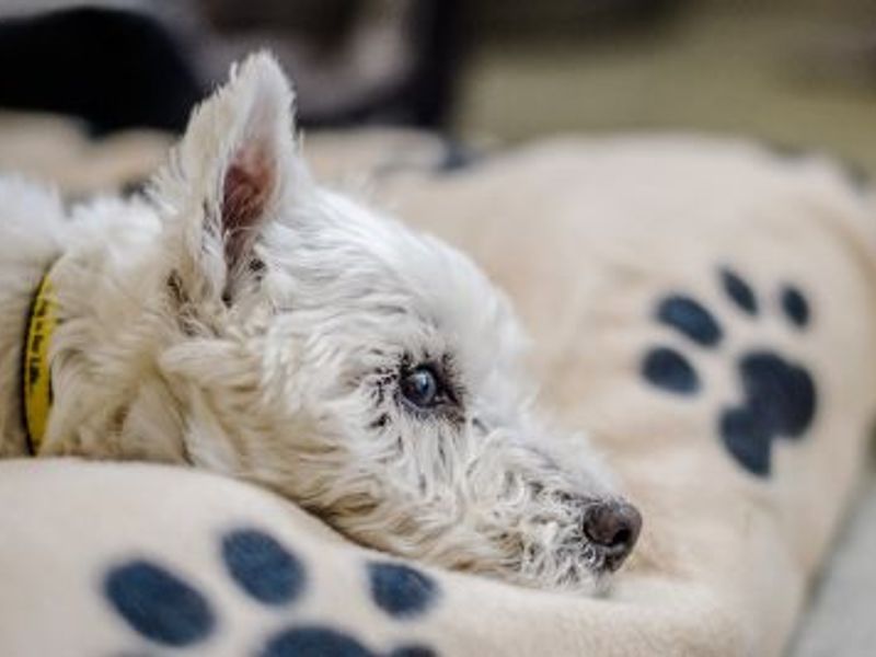 Responding To Owner's Name