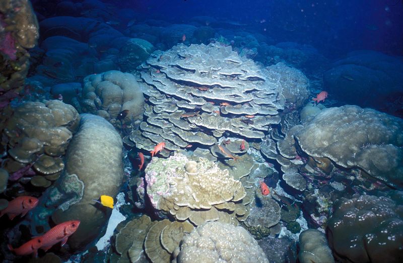 Habitat Clues From Surrounding Fossils