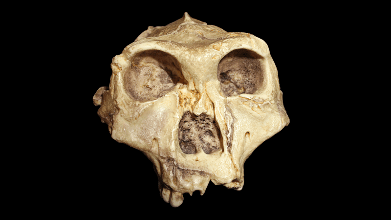 New Insights Into Primate Evolution From A Gorilla Fossil
