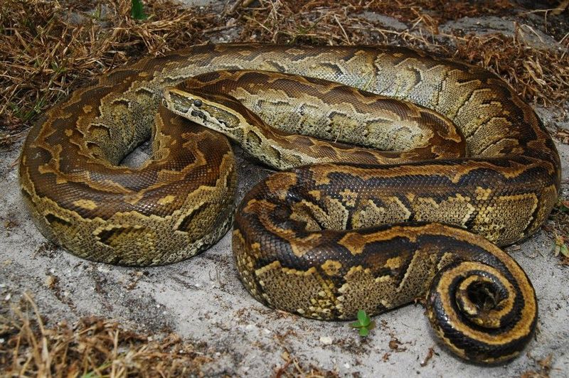 Northern African Python