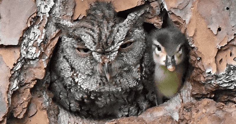 Barn Owls Raising Ducklings