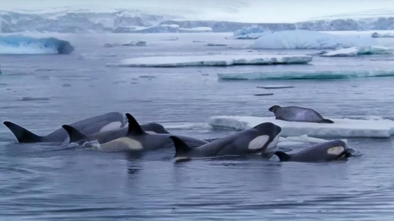 Orca's Calculated Hunting Tactics