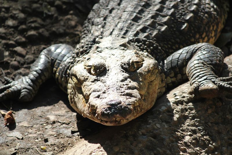Crocodiles
