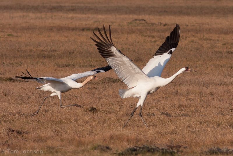 Whooping Crane
