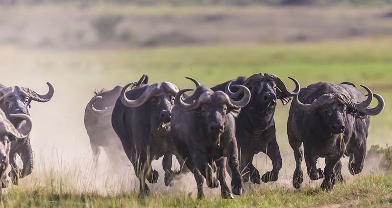 Cape Buffalo