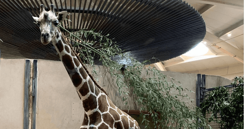 Giraffes: Towering Expenses