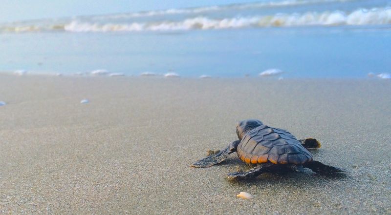 South Carolina – Loggerhead Sea Turtle