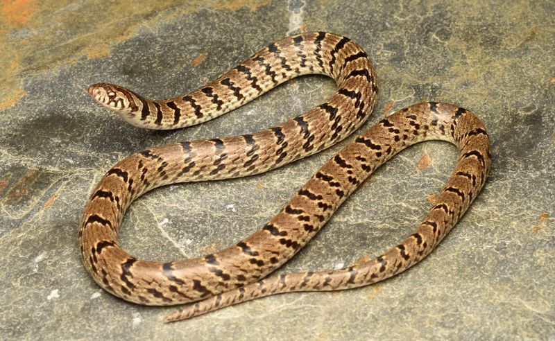 Michigan: The Upper Peninsula's Reptile Scarcity
