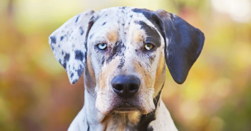 Catahoula Leopard Dog: Swamp Country Survivor
