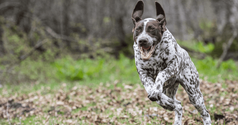 Pointer: Tireless Trail Runner