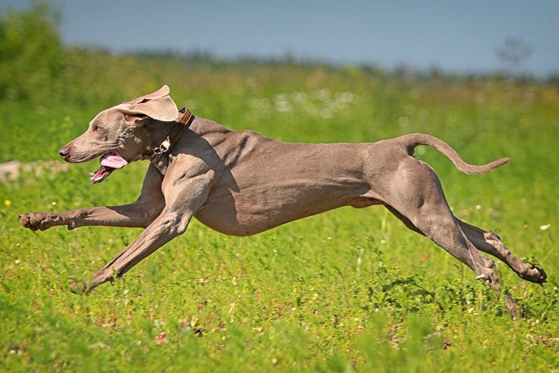 Weimaraner: The Gray Ghost Sprinter