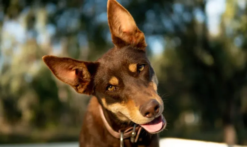 Australian Kelpie