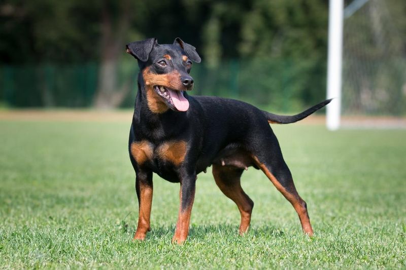 Miniature Pinschers: Small Dogs With Giant Personalities