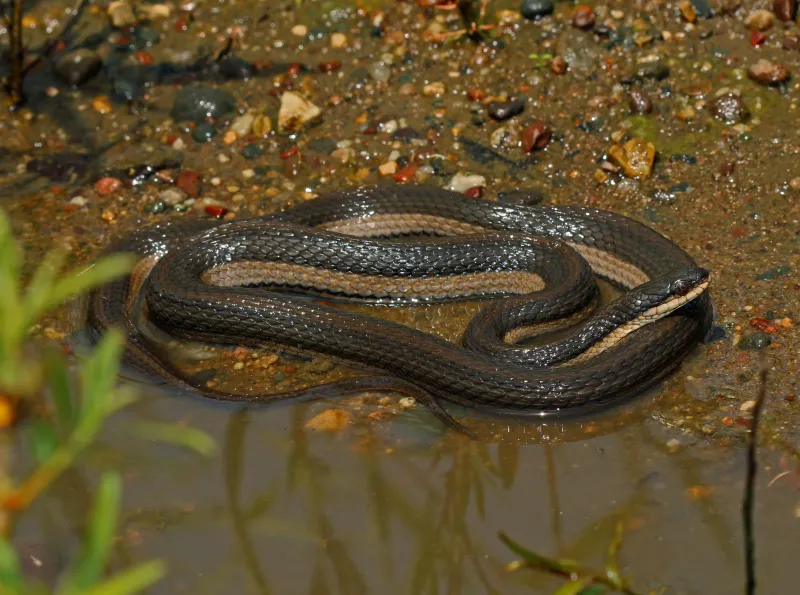 Patterned Prowler: Graham's Crayfish Snake