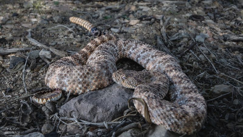 Speckled Rattlesnakes: Desert Ghosts