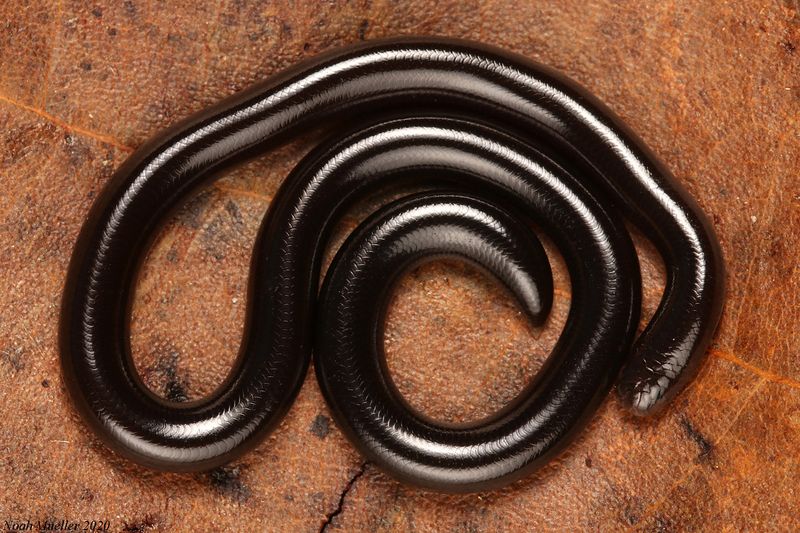 Brahminy Blind Snake – The Living Earthworm