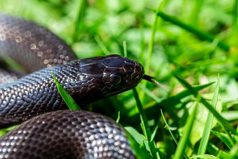 Mexican Black Kingsnake