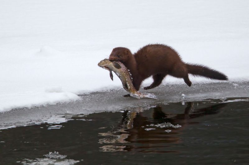 Mink Hunt Along Waterways