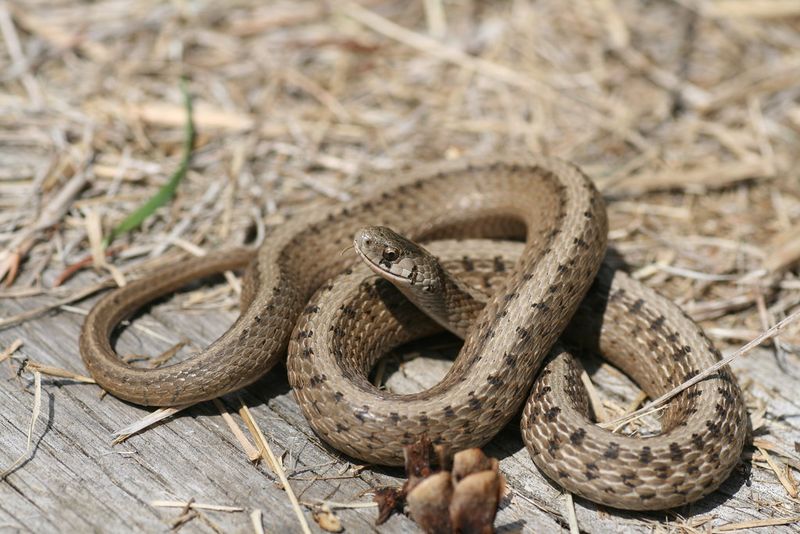 Dekay's Brown Snake
