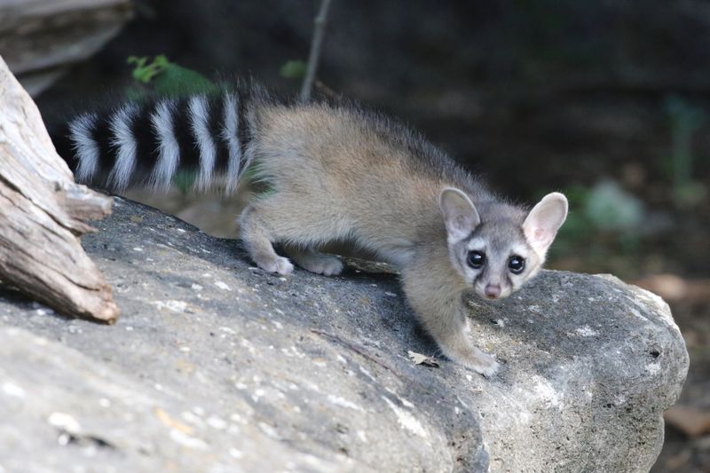 Ringtail