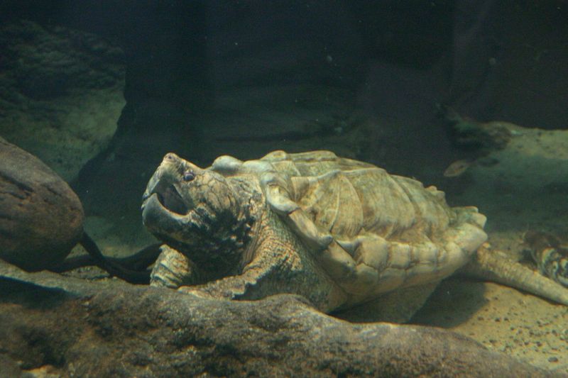Alligator Snapping Turtles Hide Underwater