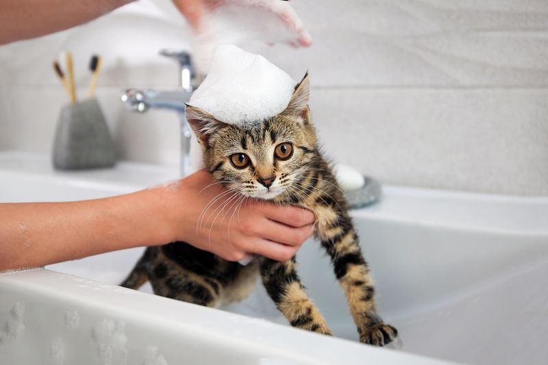 Flea Infestation