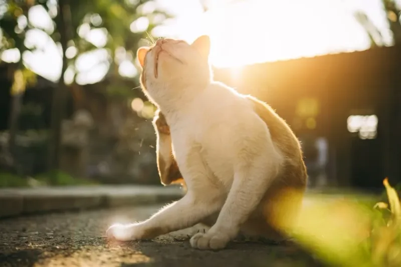 Parasites And Diseases Lurk Outdoors