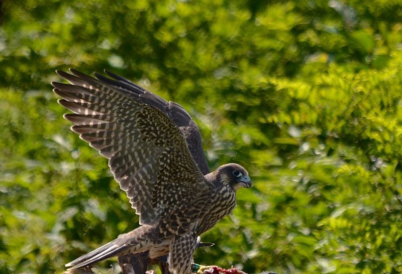 Peregrine Falcon – The Mountain Diver