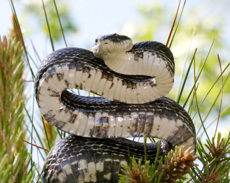 Eastern Rat Snake (Also Called Black Rat Snake)