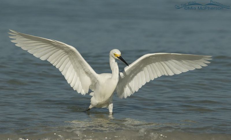 Snowy Egret