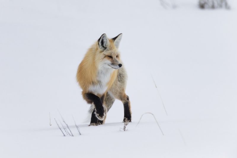 Red Fox - Winter's Flame-Colored Hunter