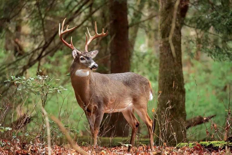 White-Tailed Deer